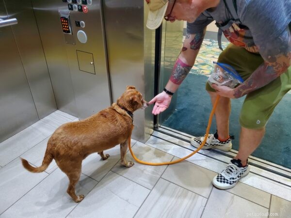 How to Train Your Dog to Ride Elevators Safely and Confidently