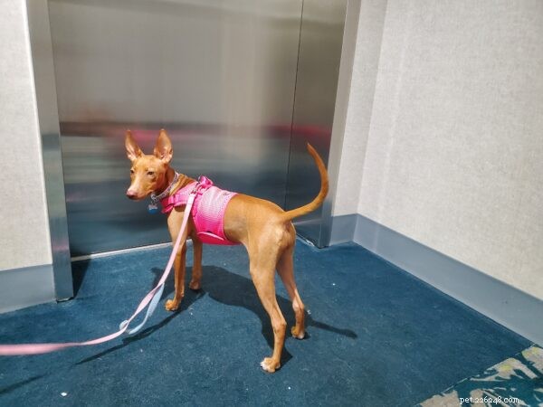 How to Train Your Dog to Ride Elevators Safely and Confidently