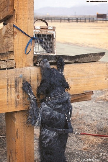 Unlock Your Dog’s Natural Tracking Instincts: The Art of Trailing & Locating