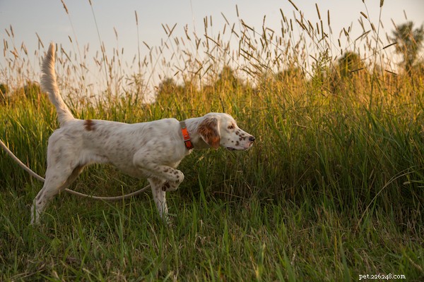 Decoding Your Dog’s Paw Lift: What It Reveals About Their Body Language