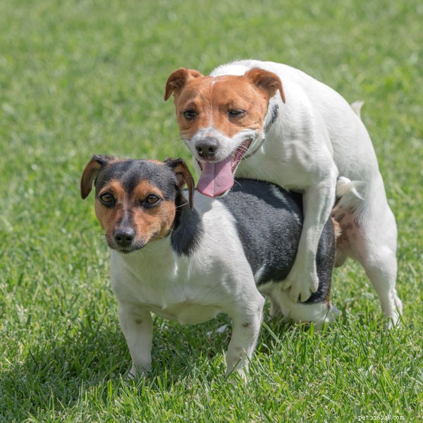 Why Female Dogs Hump: Key Reasons and What Owners Should Know