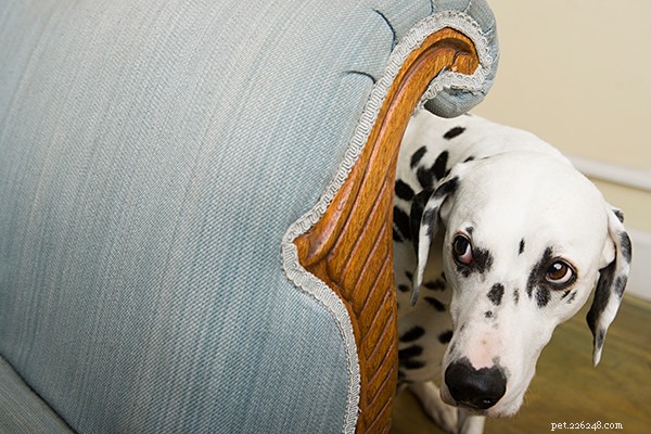 Training Your Fearful Dog: Proven Strategies for Confidence and Calm