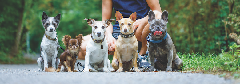 Mastering Dog Socialization: Proven Strategies for Confident, Well-Adjusted Canines