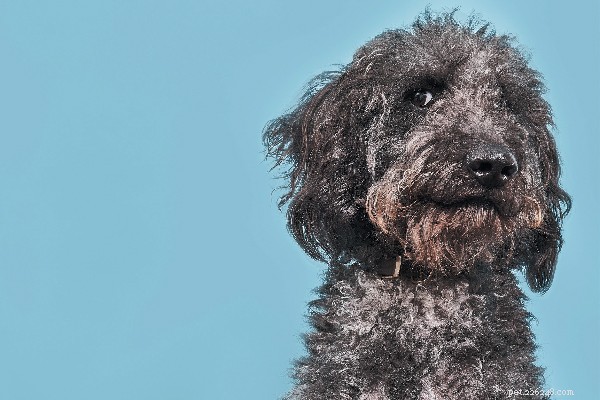 Conquer Your Stubborn Dog: Proven Training Tips for Dogs That Won’t Listen