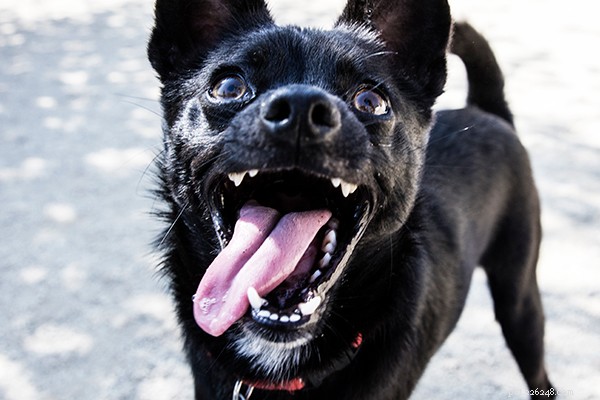 Understanding Dog Zoomies: Causes, Benefits, and How to Manage Them