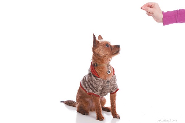 Conquer Your Stubborn Dog: Proven Training Tips for Dogs That Won’t Listen