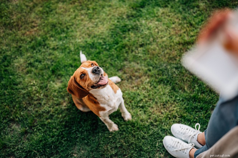 Board & Train for Dogs: Essential Insights for New Owners