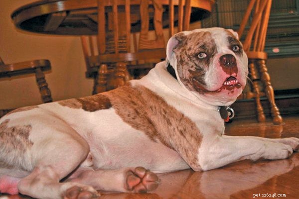 Alapaha Blue Blood Bulldog: Size, Appearance, and Care Guide
