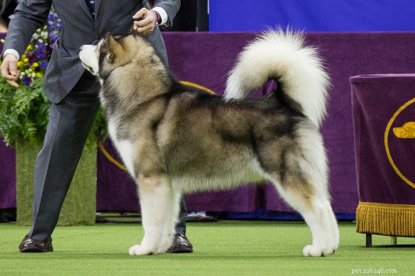 Alaskan Malamute: Strength, Loyalty, and Stunning Appearance