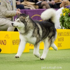 Alaskan Malamute: Strength, Loyalty, and Stunning Appearance