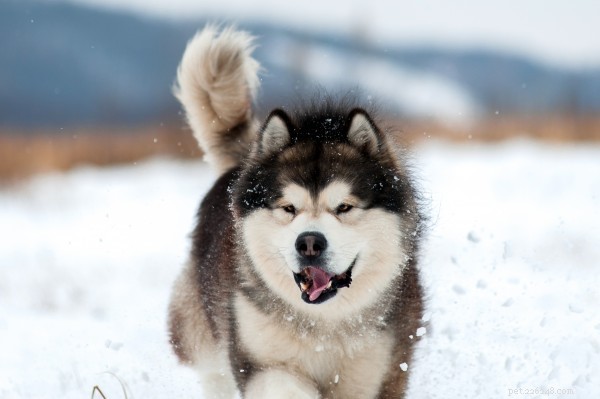 Alaskan Malamute: Strength, Loyalty, and Stunning Appearance