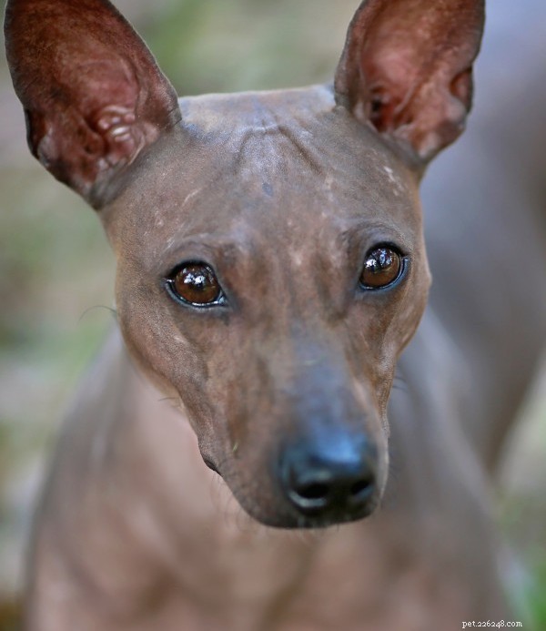American Hairless Terrier: Compact, Colorful, Low-Maintenance Companion