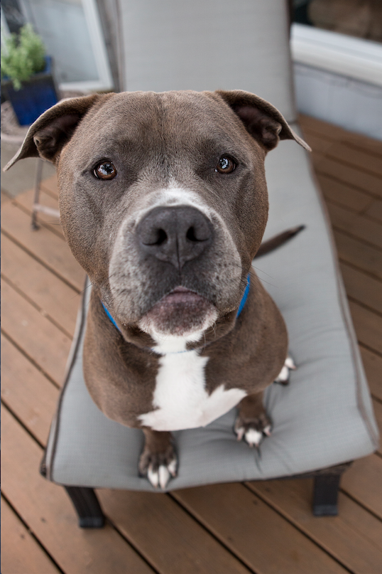 American Pit Bull Terrier: Quick Facts & Physical Profile