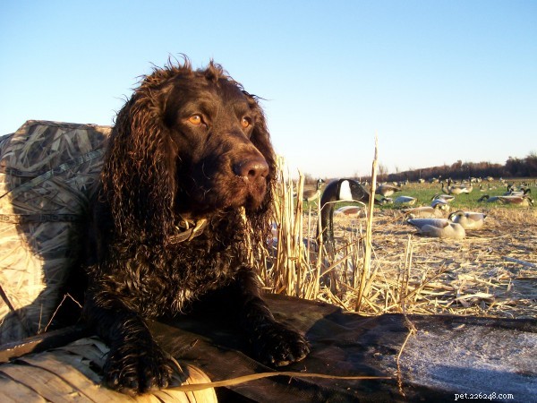 American Water Spaniel – Athletic, Loyal, and Ideal Family Companion