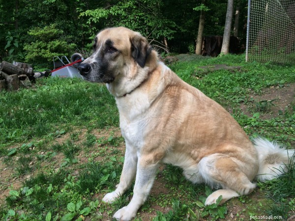 Anatolian Shepherd: Loyal, Protective, Ideal Farm Guardian