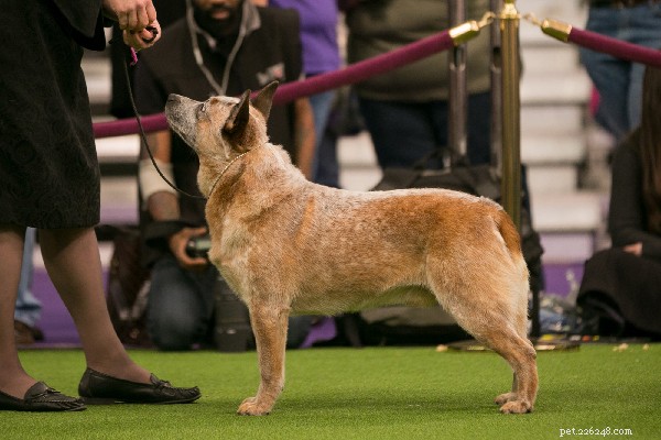 Australian Cattle Dog – A Proven Herding Champion