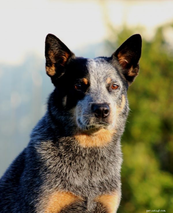 Australian Cattle Dog – A Proven Herding Champion