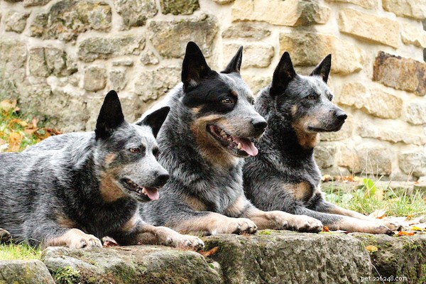 Australian Cattle Dog – A Proven Herding Champion