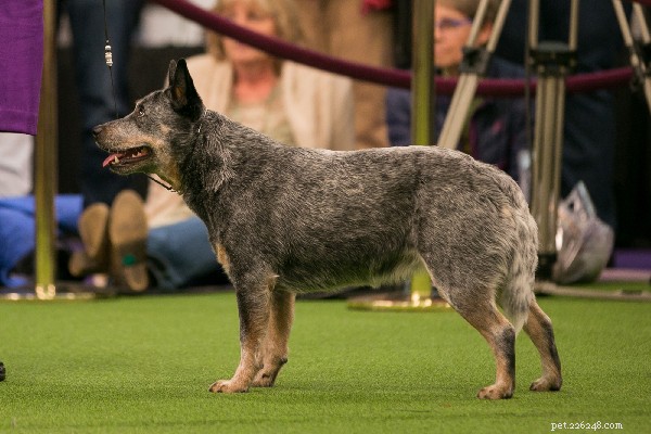 Australian Cattle Dog – A Proven Herding Champion