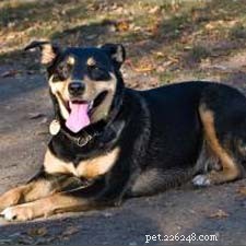 Australian Kelpie: Traits, Temperament & Care Guide