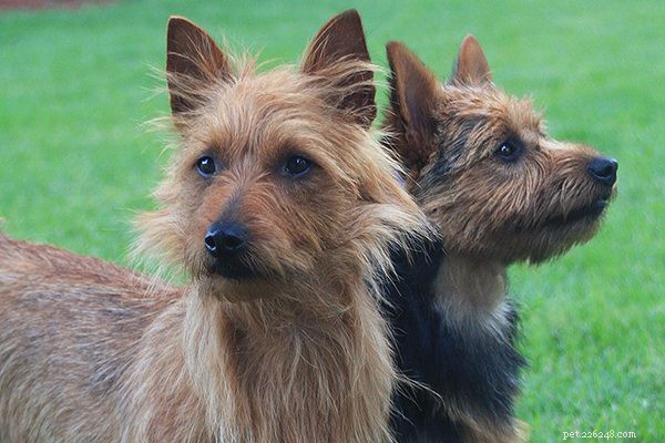 Australian Terrier: Key Traits, Care, and Ownership Guide