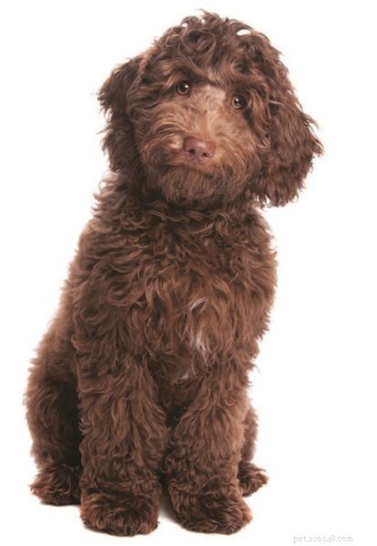 Understanding Designer Dogs: Purpose, Genetics, and Care