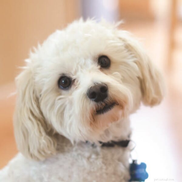 Understanding Designer Dogs: Purpose, Genetics, and Care