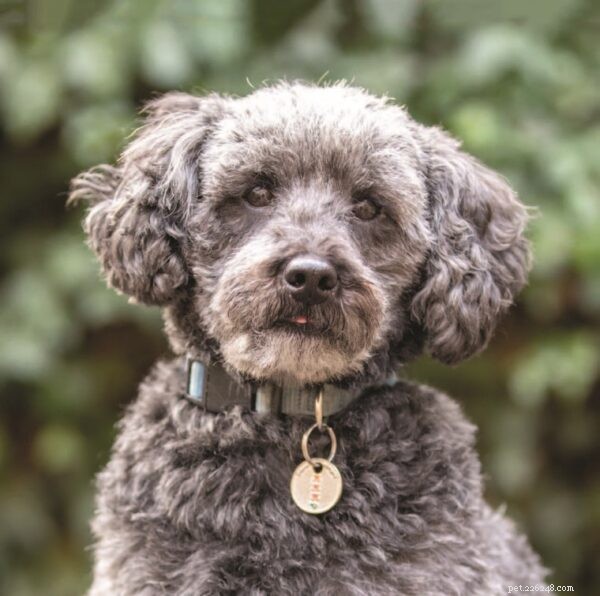 Understanding Designer Dogs: Purpose, Genetics, and Care