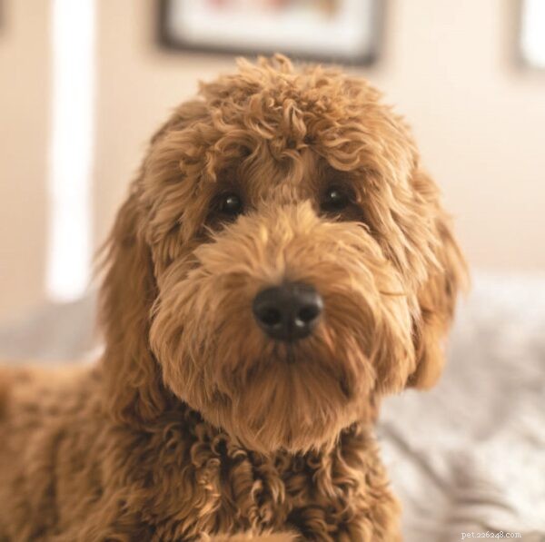 Understanding Designer Dogs: Purpose, Genetics, and Care