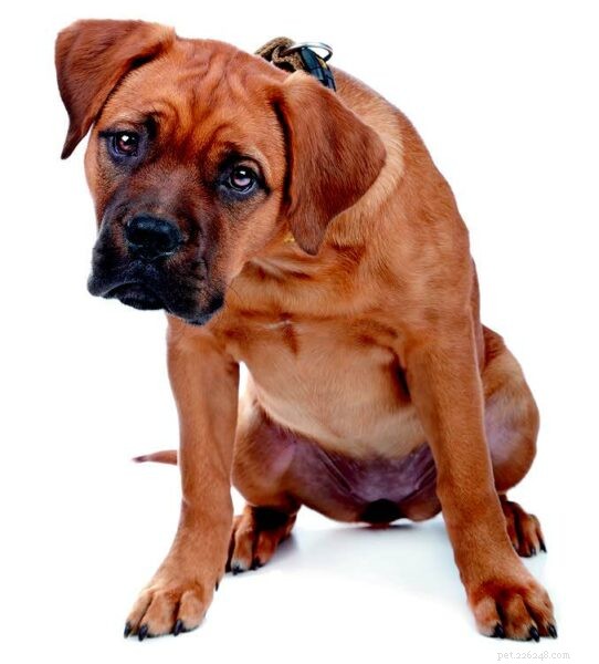 Puppy Development Milestones: A Guide to Growing Healthy Dogs