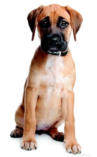 Puppy Development Milestones: A Guide to Growing Healthy Dogs