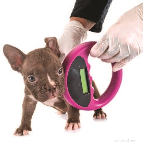 Puppy Development Milestones: A Guide to Growing Healthy Dogs