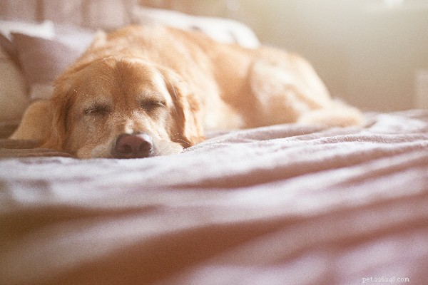 Understanding White Foam Vomiting in Dogs: Causes and When to Seek Help