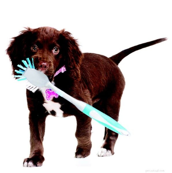 Puppy Housekeeping: Keep Muddy Paws and Mess Out of Your Home