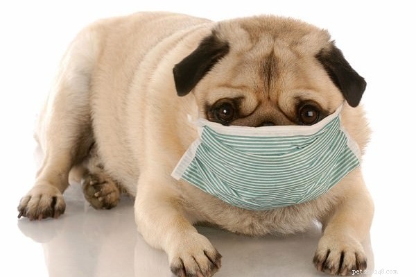 Understanding White Foam Vomiting in Dogs: Causes and When to Seek Help