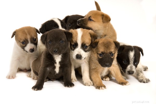 How to Find Free Puppies Responsibly