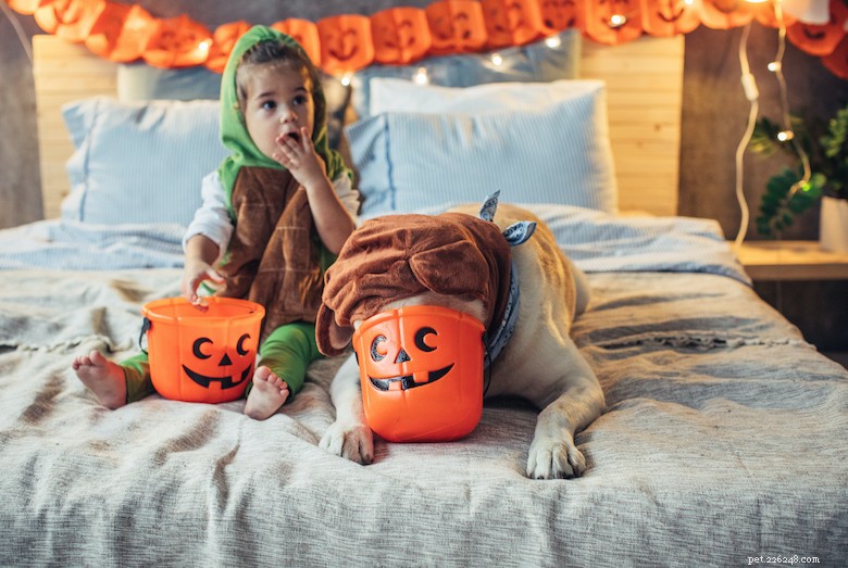 Protect Your Dog This Fall: Essential Safety Tips for Puppies, Adults & Seniors