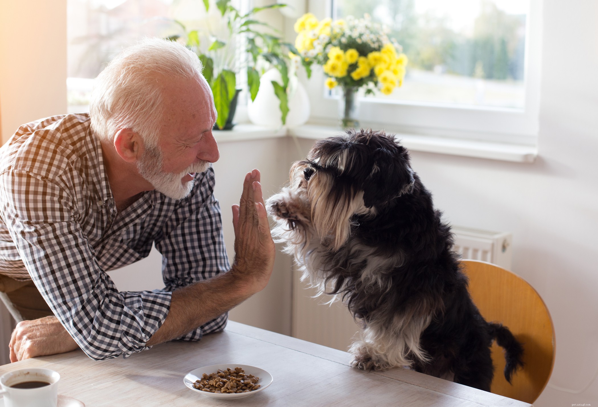 Protect Your Dog This Fall: Essential Safety Tips for Puppies, Adults & Seniors