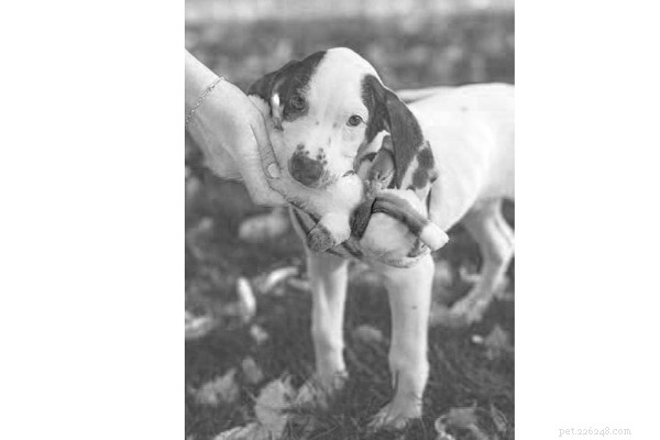 Essential Guide for Caring for a 10‑Week‑Old Puppy