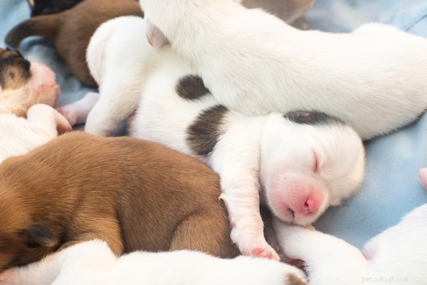 Safely Letting Your Puppy Sleep in Your Bed: Expert Tips & Guidelines