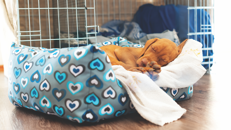 How to Survive a Puppy