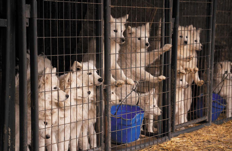 Puppy Mills Exposed: Protecting Pets and Consumers