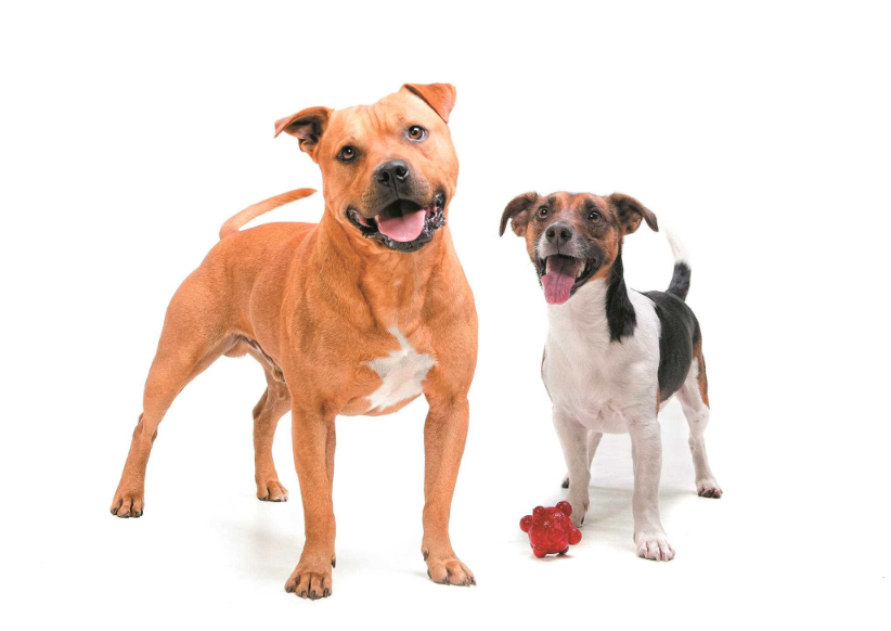 Your Dog Turns One: What It Means for Health, Energy, and Training