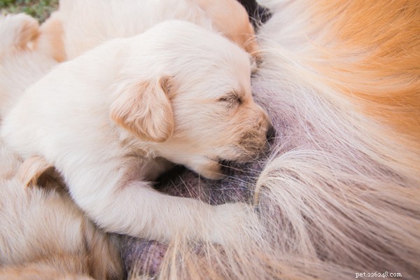 How to Identify a Puppy’s Gender: Simple Signs for New Owners