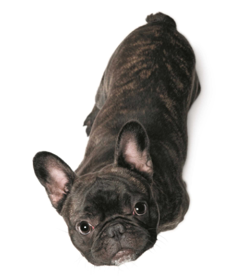 Your Dog Turns One: What It Means for Health, Energy, and Training
