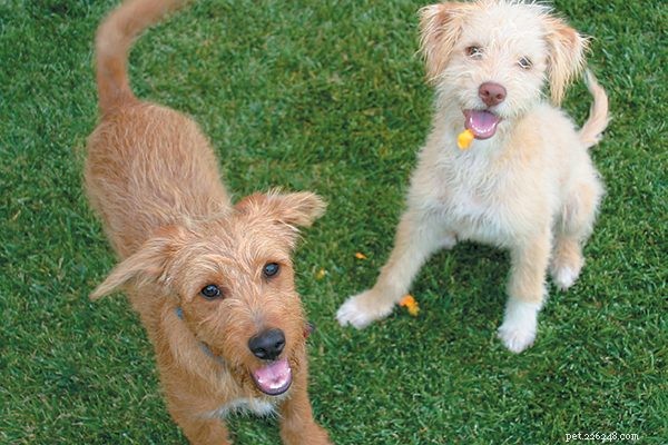 Puppy Training 101: Essential Tips for the First Two Months
