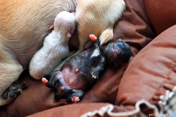 Puppy Feeding Schedules & Guides: Expert Tips for Every Growth Stage