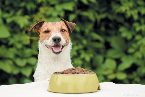 Top Dog Food Picks for Every Age: Expert‑Approved Nutrition