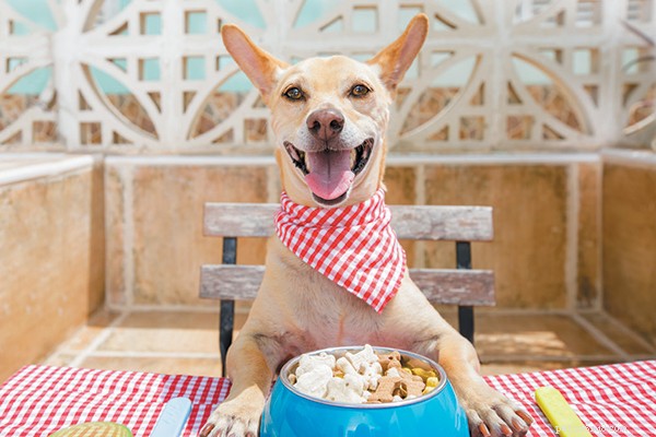 Top Dog Food Picks for Every Age: Expert‑Approved Nutrition