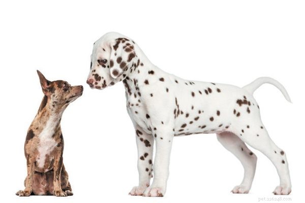 Guide to Socializing Your Puppy for a Happy, Well-Adjusted Life